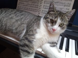 Hobby, Klavier, Katze
